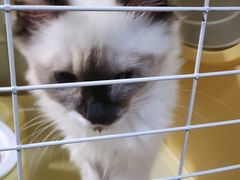 -瑞鹏宠物医院·超声·骨科·奇麟分院(蜀都万达店)