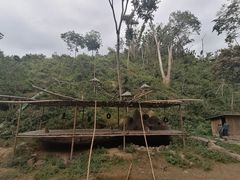 -西双版纳原始森林公园