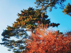 -香山公园