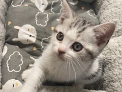 -欣宠猫屋·矮脚拿破仑·蓝金金渐层