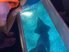 -暹罗海洋世界