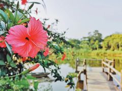 -鹤之洲湿地公园