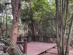 -铁山坪森林公园