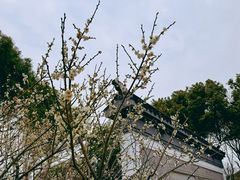 -香雪海