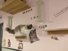 -三花喵·撸猫购宠·宠物生活馆(虹桥南丰城店)