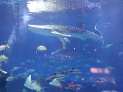 -烟台海昌鲸鲨海洋公园