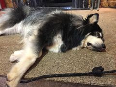 -more than meow吴止猫主题餐厅(承德 中船汇店)