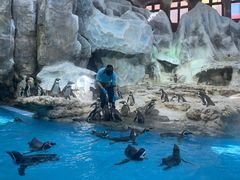 -帝企鹅自助餐厅•儿童岛•真企鹅(长隆企鹅酒店)