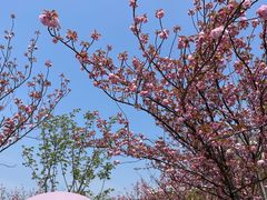 -高东镇樱花园