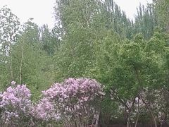 -群力丁香公园