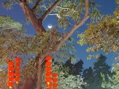 -荔湾湖公园