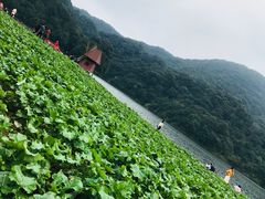 -广州市石门国家森林公园