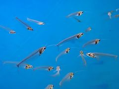 -海合安武汉极地海洋公园