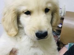 -翊宠yipet猫狗购宠庄园犬舍•猫舍