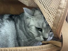 -博特宠物医院24h犬猫全科.骨科·异宠