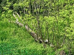 -西湖风景区-江洋畈生态公园