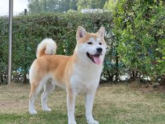 -爱诺耐芙动物医院(万博店)