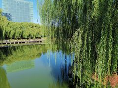 -大兴滨河森林公园