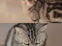 -平行世界·猫咖(首经贸店)