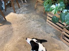 -自由生长植物工作室(深港花卉中心店)