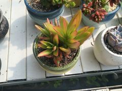 -甜心庄园·甜心草莓采摘园(西青中北店)