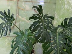 -峪悦里(汉峪金融商务中心店)