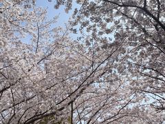 -高东镇樱花园
