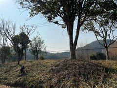 -上海佘山国家森林公园天马山园