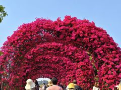 -东莞植物园