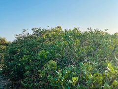 -北海金海湾红树林生态旅游区
