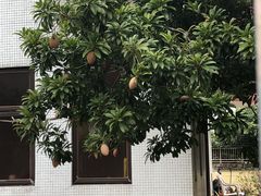 -南丫岛