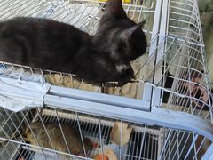 -楼上猫咖(罗湖店)