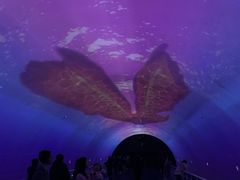 -大连圣亚海洋世界