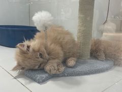 -1013 PET SHOP精品宠物商店(丁香店)