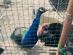 -北京龙庆四季香农家饭庄·灶台鱼·碳烤虹鳟鱼(龙庆峡店)