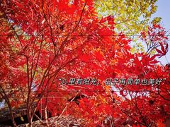 -苏州上方山国家森林公园