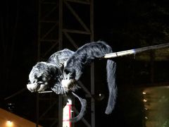 -清迈夜间动物园