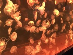 -左海海底世界
