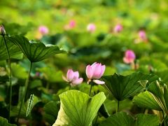-莲花池公园