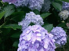 -鼓岭旅游度假区