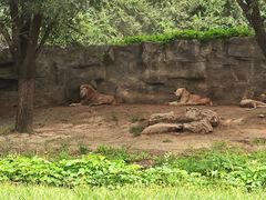 -北京野生动物园