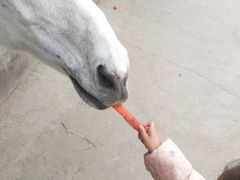 -北京群众马术培训基地