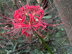 -上海佘山国家森林公园天马山园