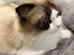 -COLOR PETS 撸猫馆·购猫·猫咖(长风大悦城店)