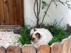 -喵屿·大理花园猫咖