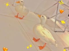 -怪兽屋·羊驼·猫咖·狗咖(俊华广场店)