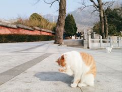 -青岛崂山太清宫