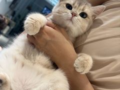 -琪喵猫屋·撸猫猫咖·猫舍