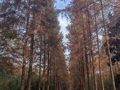 -昆山城市生态森林公园