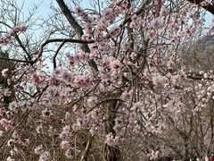 -桃花堤公园